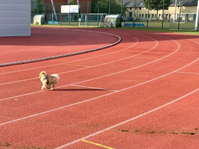 Bundesregierung offenbart mangelndes Interesse an den Arbeitsbedingungen bei Trainern und anderen im Sport Beschäftigten